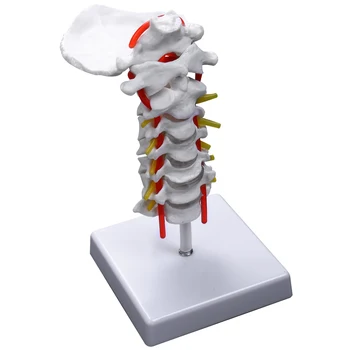 Анатомическая модел на шийния прешлен, артерия, на гръбначния стълб, гръбначните нерви, Анатомия, за да учат в клас, Демонстрационен модел на обучение