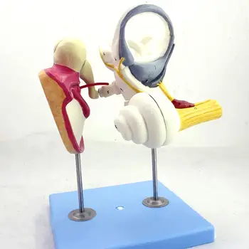 3 Части, Модел Костите на вътрешното ухо на човека, Модел на тъпанчето на ухото, Медицински Образователни модели
